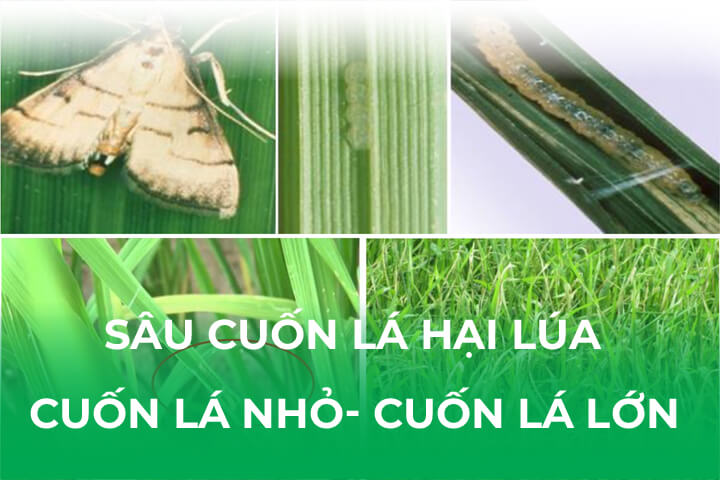 Sâu Cuốn Lá Hại Lúa- Sâu Cuốn Lá Nhỏ Và Cuốn Lá Lớn