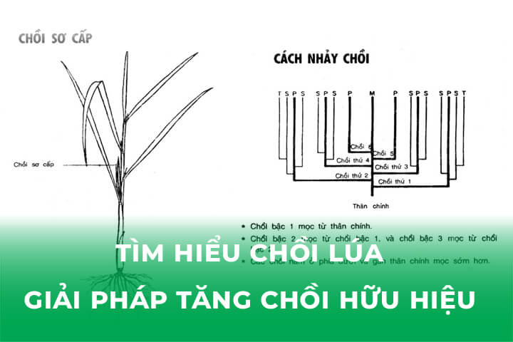 Tìm Hiểu Chồi Lúa- Giải Pháp Tăng Chồi Hữu Hiệu