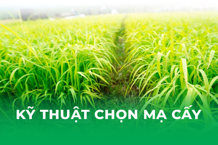 Kỹ Thuật Chọn Mạ Cấy Tốt- Chất Lượng Cao