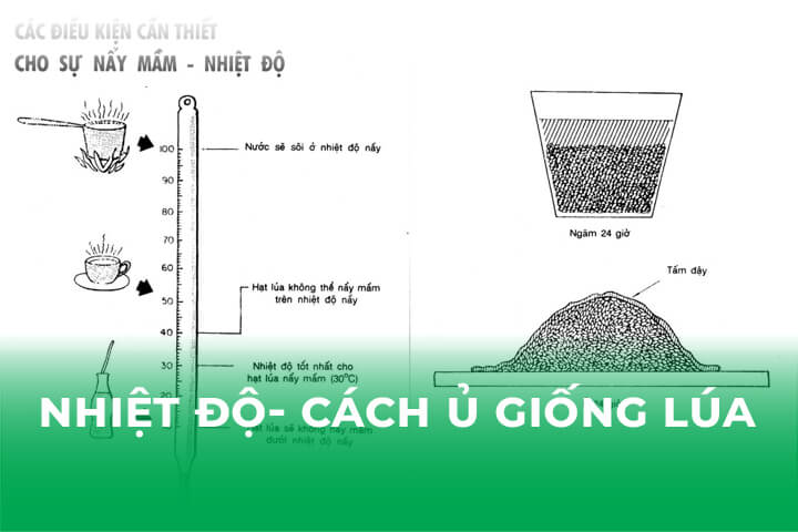Nhiệt Độ Và Cách Ngâm Ủ Giống Lúa