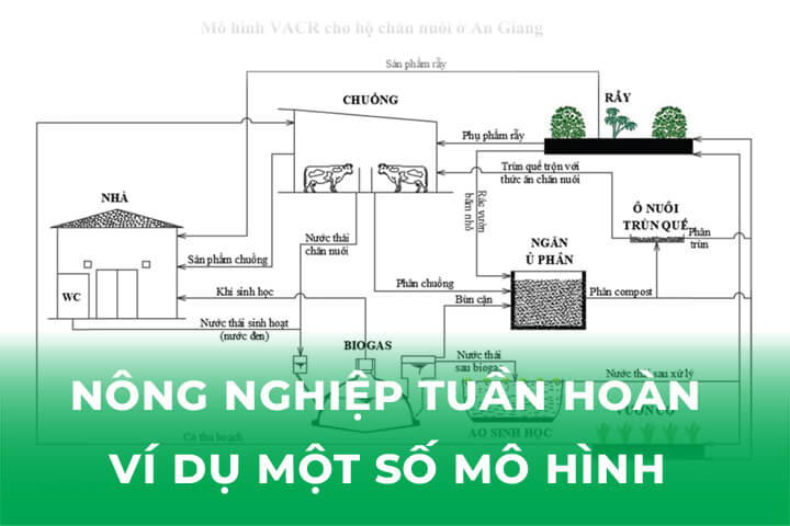 Nông Nghiệp Tuần Hoàn- Một Số Mô Hình Điển Hình