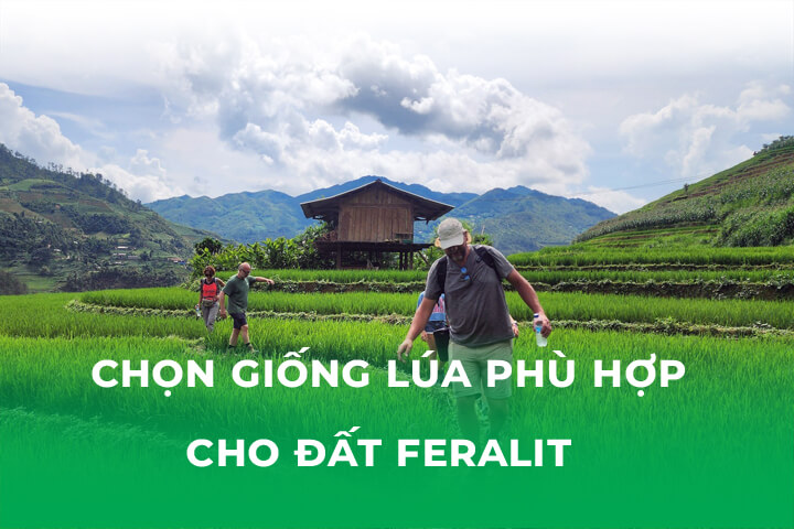 Chọn Giống Lúa Phù Hợp Cho Đất Feralit