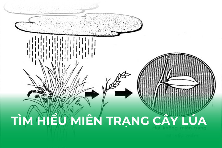 Tìm Hiểu Miên Trạng Của Cây Lúa