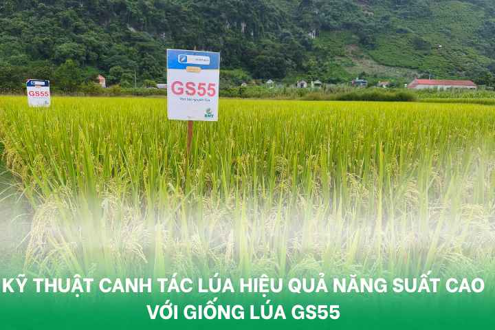 lúa lai F1 GS55